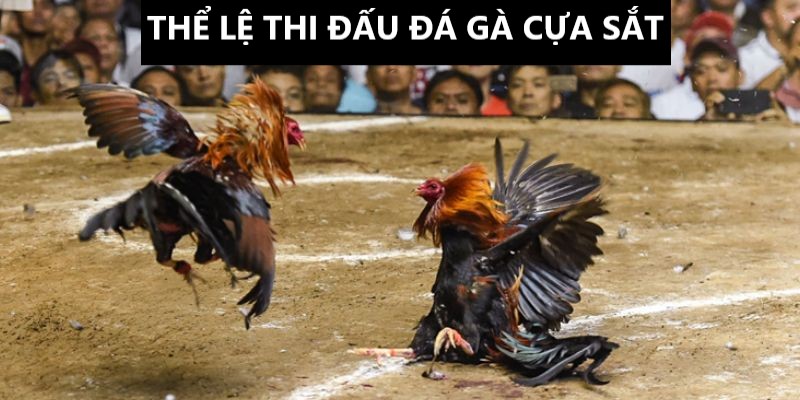 Đá gà cựa sắt có thể lệ thi đấu dễ hiểu 