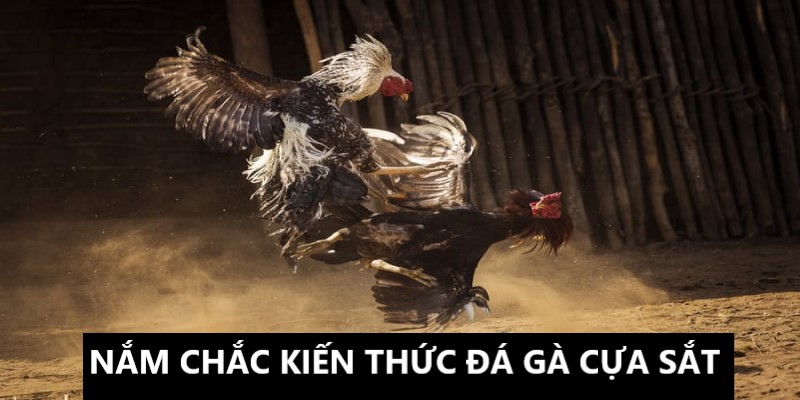 Hãy nắm chắc kiến thức khi cược đá gà kiểu cựa sắt 