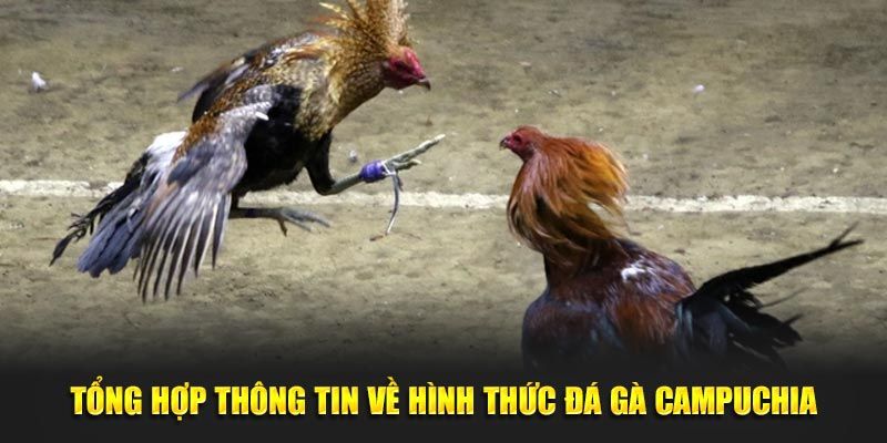 Những thể loại đá gà Campuchia phổ biến tại 99ok