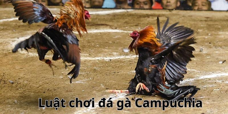 Một vài quy luật khi tham gia đá gà Campuchia